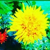 Muhammad_Shafique - @ppaul.nault - TikTok