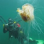 Paul Naylor - @paulnaylormarinephoto - Instagram