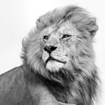 Paul Nicklen - Facebook