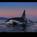 Paul Nicklen - Facebook