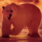 paulnicklen - @paulnicklenn1 - Instagram