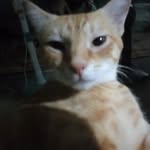 paul 😼 - @paulmontefalcoimnida - Instagram