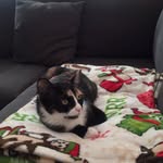 Paul nilson - @beedoopaul - Instagram