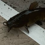 Paul Novello - @fishboy283 - Instagram