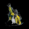 Paul Noyes - @noyesytiger - TikTok