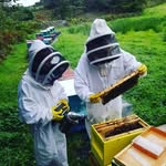 Paul Mc Nulty - @cloughaneely_bees - Instagram