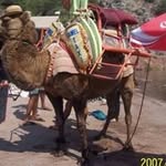 Paul Nuttall - @paul.nuttall.35 - Instagram