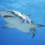 Paul Nyaga - @nyagapal - Instagram