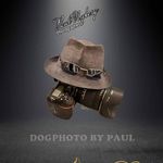 Paul Nyberg - @dogphotobypaul - Instagram