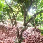 Paul Obeng - @paul.obeng.33234 - Instagram