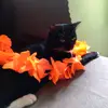 Paulo_oberlin - @paulo_oberlin - TikTok