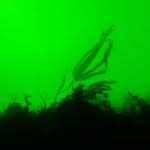 Paul O'Connor - @this_is_seaweed - Instagram