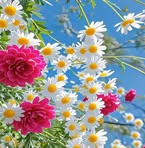 Payel Offici - Facebook
