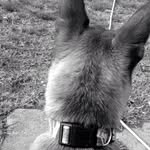 Paul Bunyan Pankey🐾 - @paulbunyan16 - Instagram