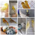 Paulo Dellos - @paulo.passaros.exoticos - Instagram