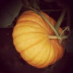 Paul's Pumpkin Patch - @paulspumpkinpatch - Instagram