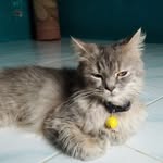 elan - @pedrickpaul - Instagram