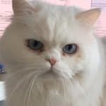 Paul Peetz - @impaulthepizza - Instagram
