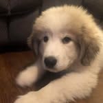 Paul Pendleton - @paulp8384 - Instagram