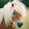 paula pilcher - @paulapilcher - TikTok