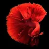 Paul Petru Pinelli - @user55377177 - TikTok
