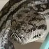Paul Portelli - @paul.portelli6 - TikTok