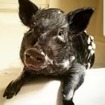 🐷 Beau & Rocket 🐷 🐱 Paul & Prue 🐱 - @beau_and_rocket - Instagram