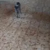 paulipuca - @paulipuca09570 - TikTok