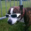 Victoria Paul - @paulpuppers - TikTok