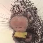 Paul Raff - @raff_paul - Instagram