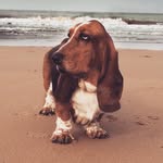 Paul-René - @paulrene_the_basset - Instagram