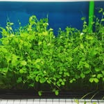 Paul Ringgold - @microgreens_superfood - Instagram