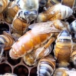 Paul Roder - @rockhampton_bees - Instagram