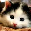 paulroderick115 - @paulroderick115 - TikTok