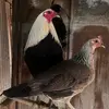 rojopaulino - @rojopaulino - TikTok