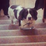 Paul Rowles - @rowlesy68 - Instagram