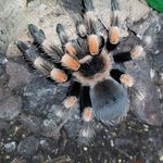 Paul Rowles - @rowles379 - Instagram