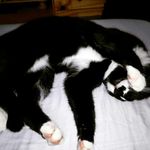 Catvlog - @paulrungweber - Instagram