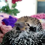 Paul Salerno - @paulsalerno1 - Instagram