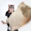paul - @paul_san_ - TikTok