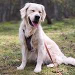 Paul Sans-delisle - @mspauloms - Instagram