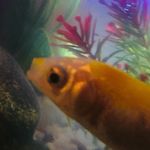 Paul Scales - @paul_the_fishy - Instagram