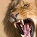 Paul Scheffer - Facebook