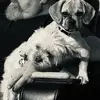 ThePaulScheuerman - @the_paul_scheuerman - TikTok