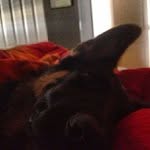 Paul Sealy - @sweetieianflavored - Instagram