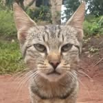 Paul cats resuce service - @paul_kitty_rescue_service - Instagram