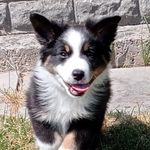 Paul Slack - @kai_miniatureamericanshepherd - Instagram