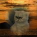 Paul Soll - Facebook