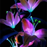 Paula Sowers - @paulasowers - Instagram