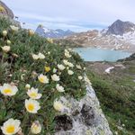 Paul Spriggs - @paulspriggsrockgardener - Instagram